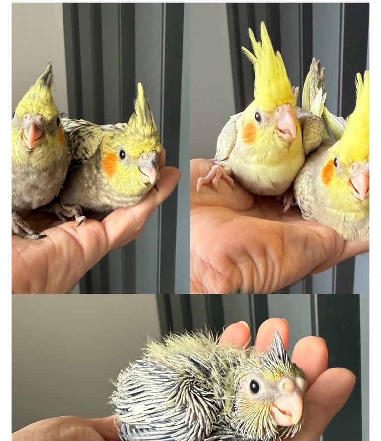 Baby Budgies & Cockatiels – Hand-Tame – From £20