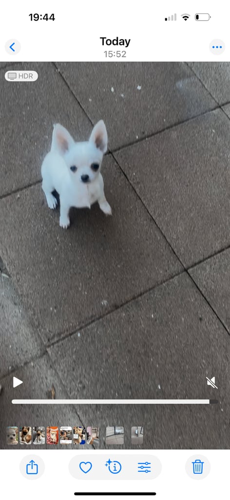 Chihuahua puppy