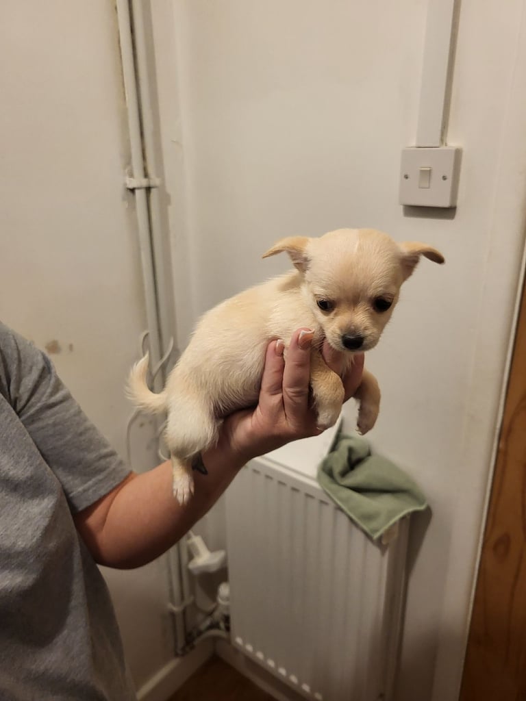 chihuahua x jack rusell puppys 