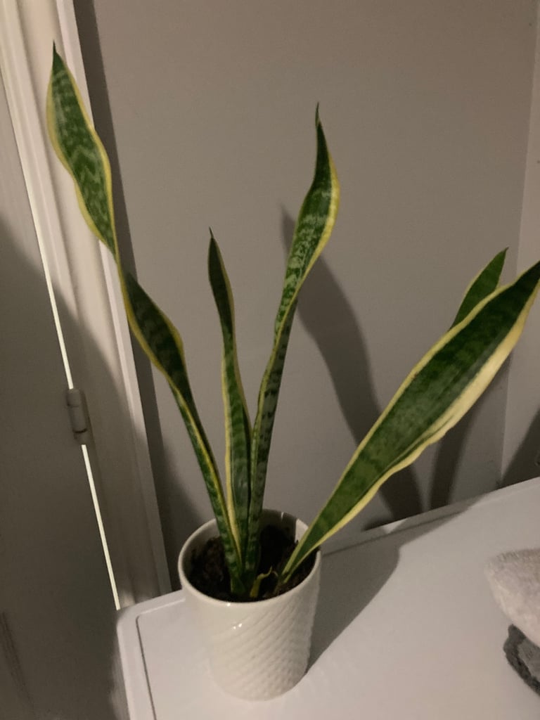 image for Plant