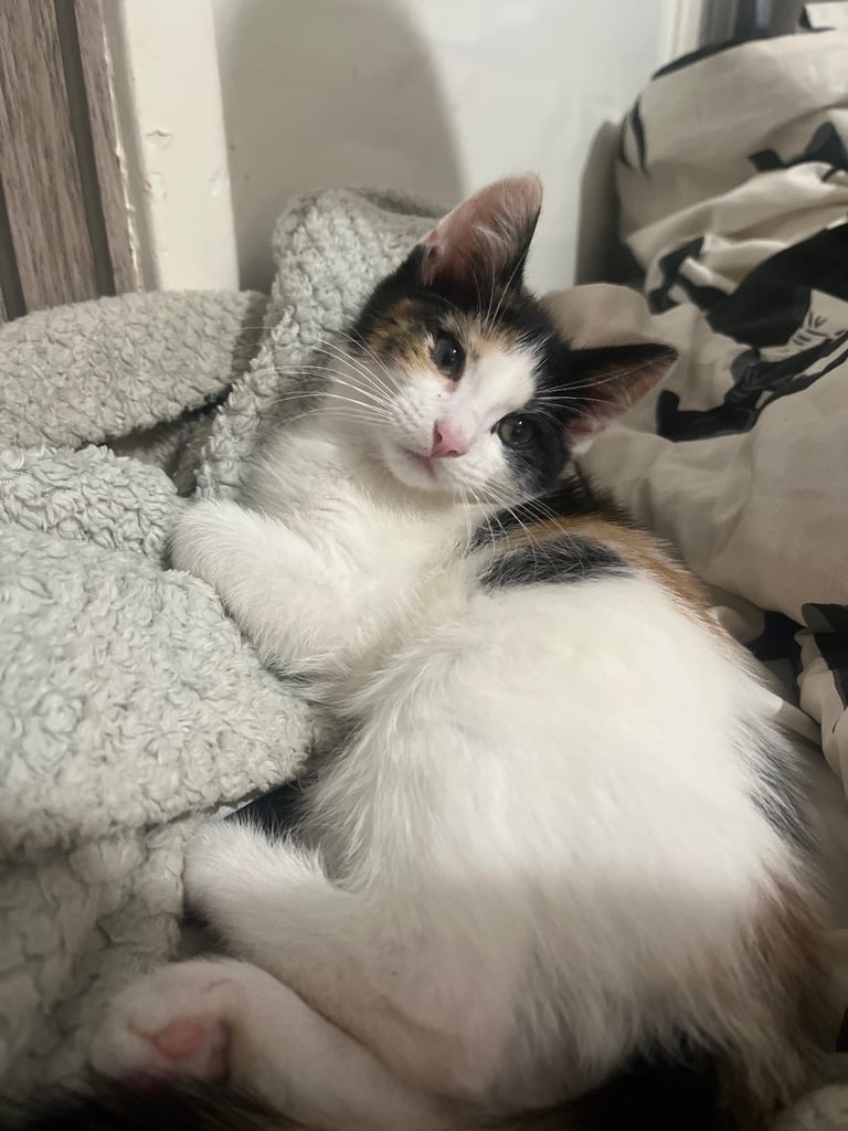 Calico kitten 