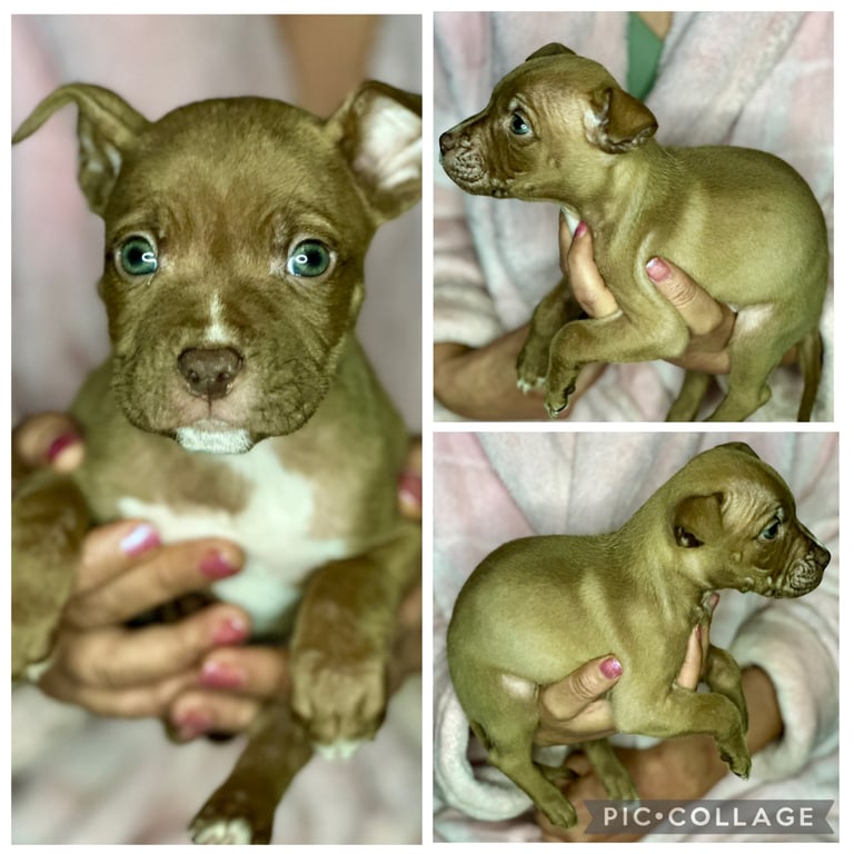 Husky × Pocket Bully Puppies – Ready 7th Oct – Swansea – £750