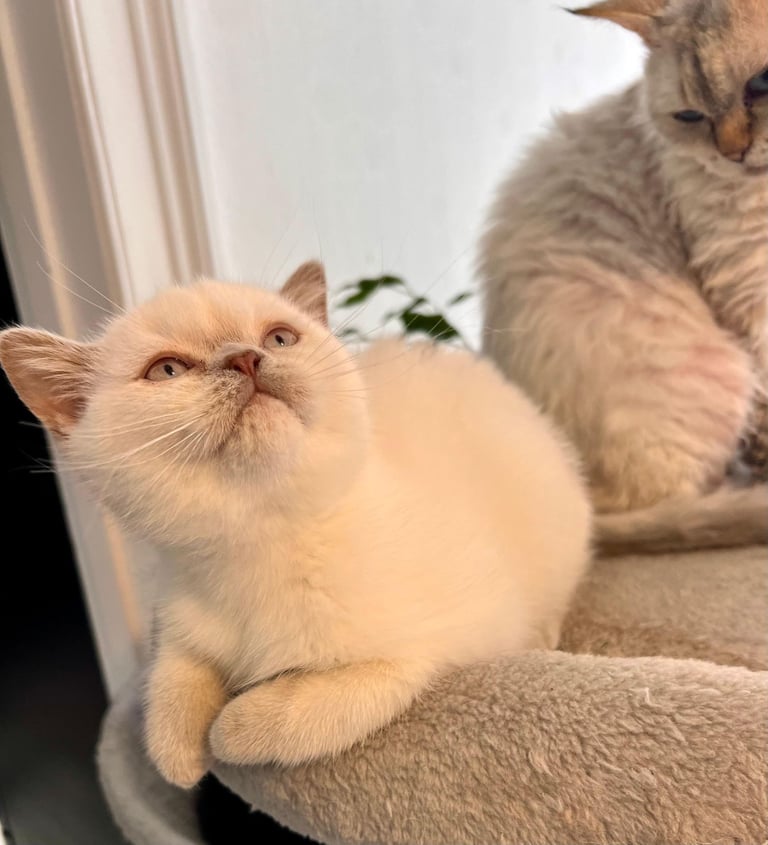 SELKIRK REX KITTENS READY NOW