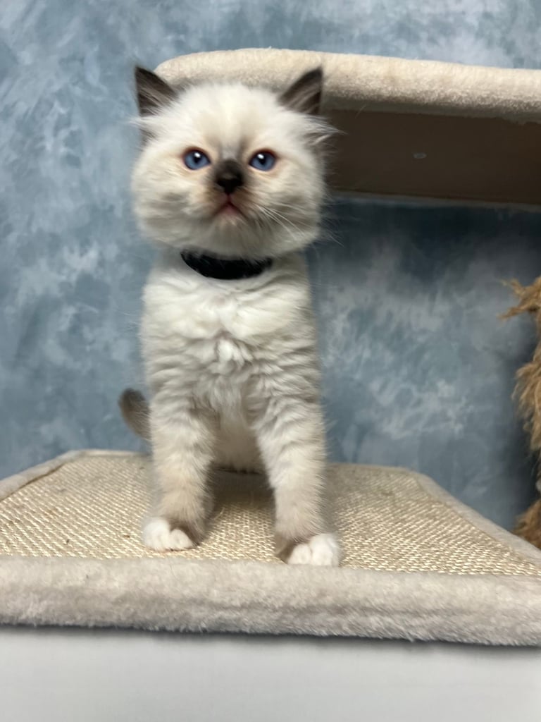 Ready Beautiful Ragdoll Kittens Blue Mitted and Chocolate Mitted