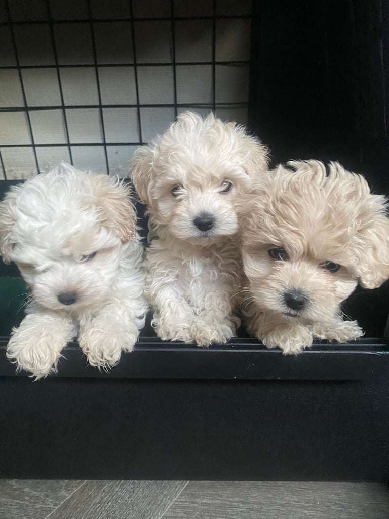 Maltipoo puppys 3girls 1boy 
