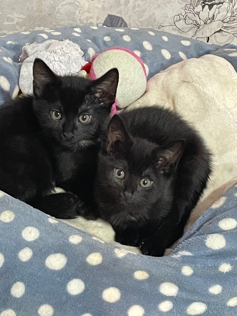 4 beautiful little black kittens looking for a new home