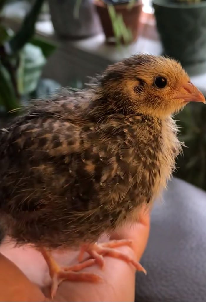 10 quails and a cage