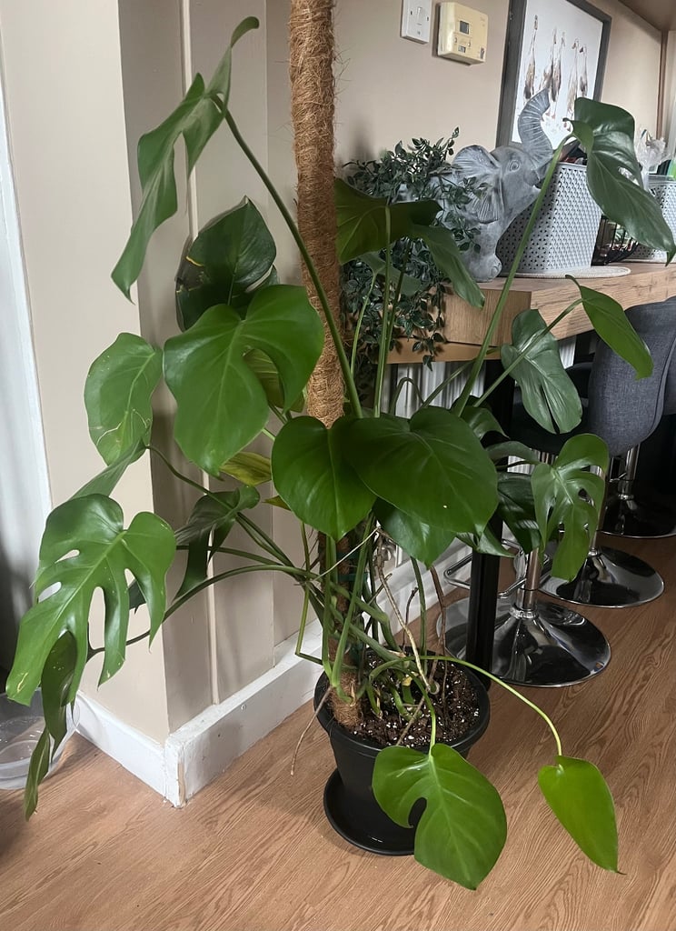 Monstera plant