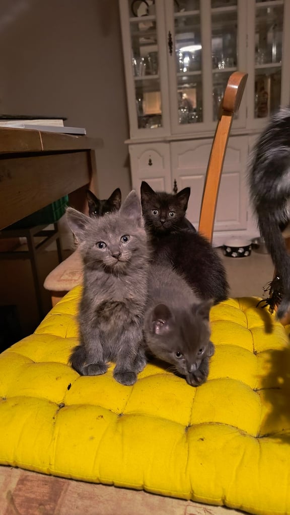 Catss kittens
