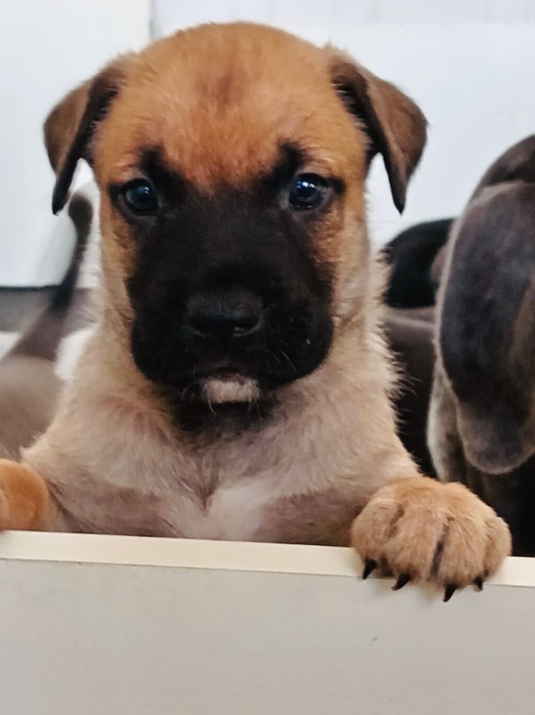 Cane Corso × Belgian Malinois Puppies 3/4 left 