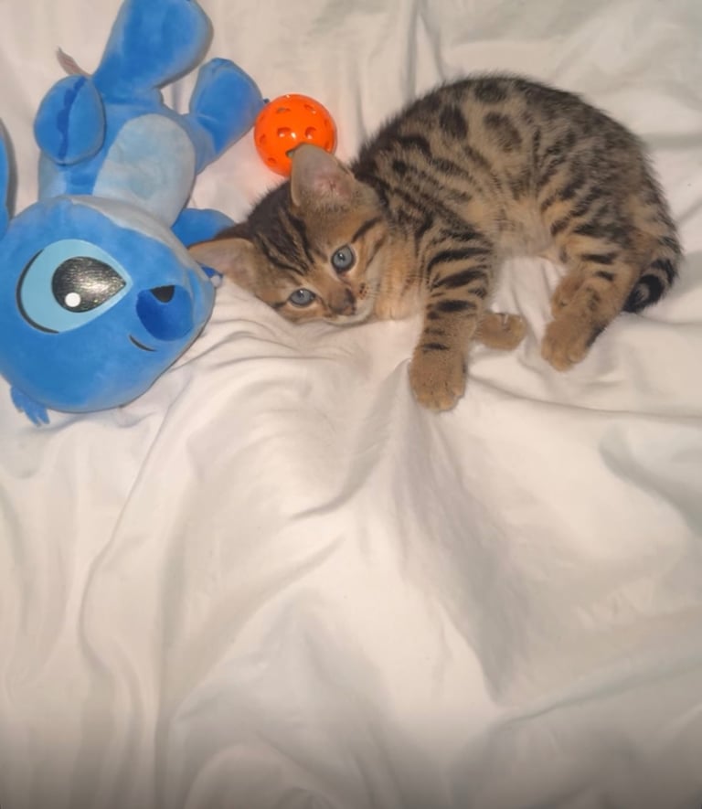 Bengal Kitten 