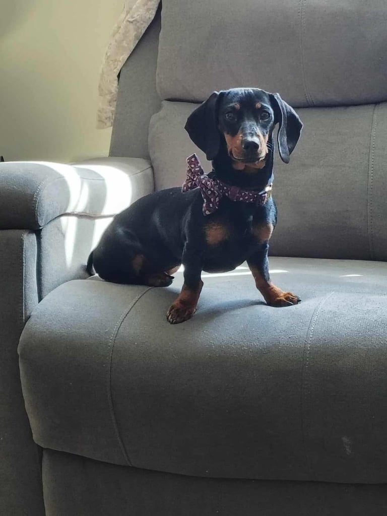 Miniature dachshund 