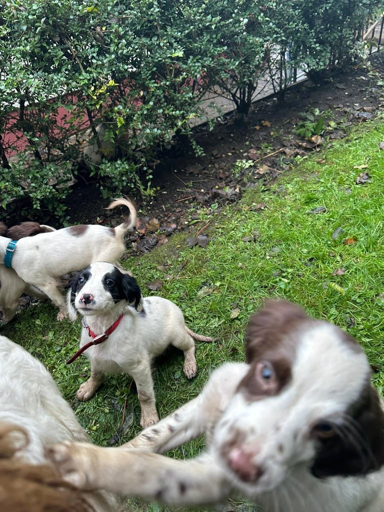 Springer spaniel pups 