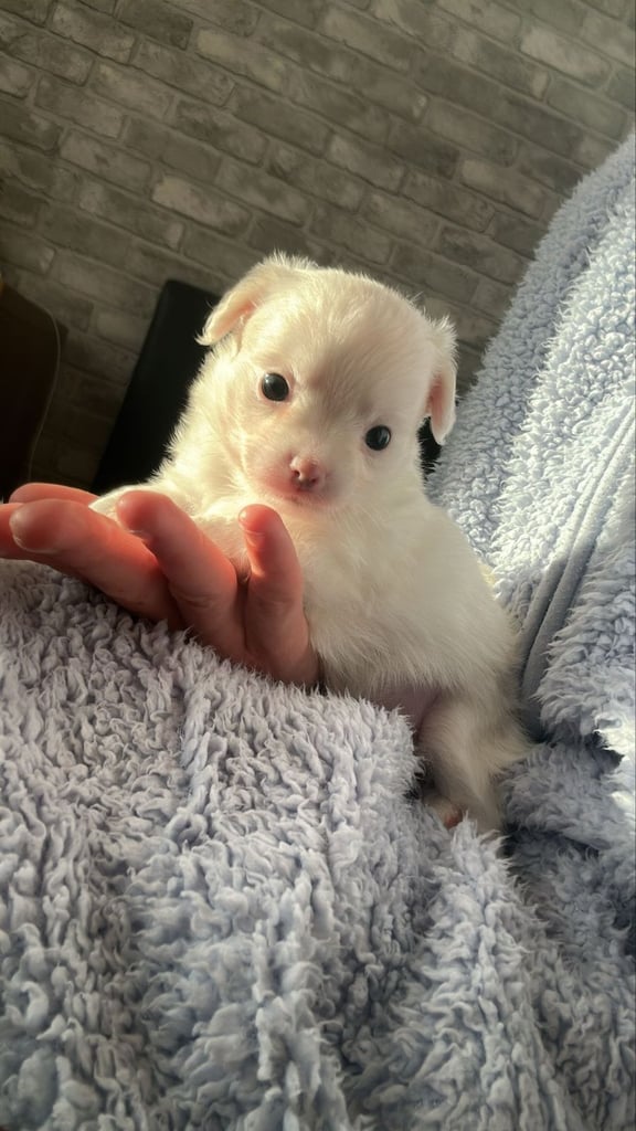 Chihuahua long hair puppies 