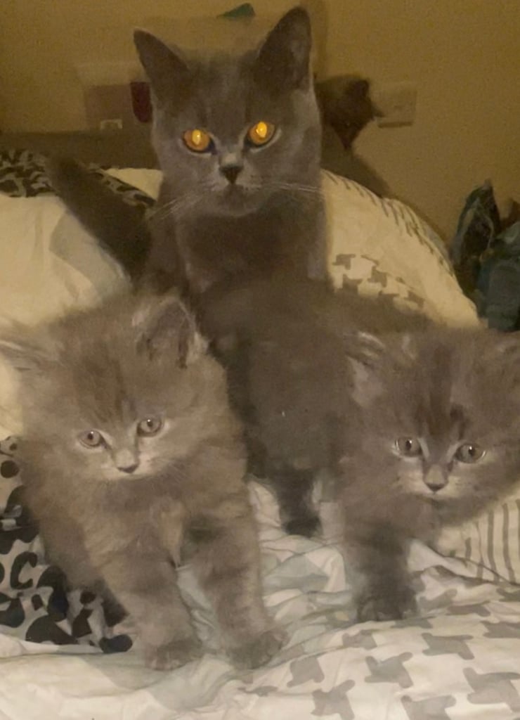 HALF BRITISH SHORTHAIR & HALF MAINECOON