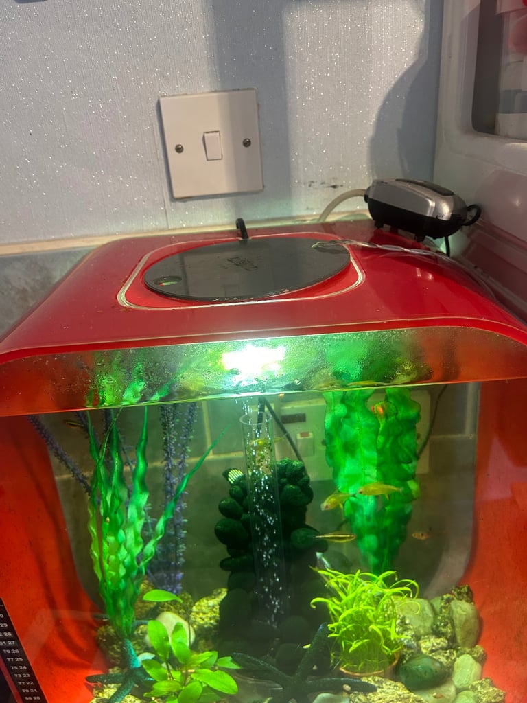 Biorb fish tank 30 litre with tetra fish 