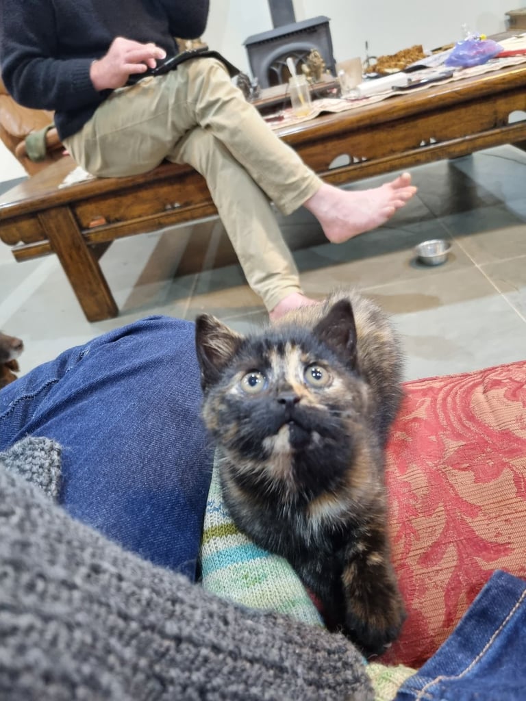 Beautiful, Female, Farm Kitten