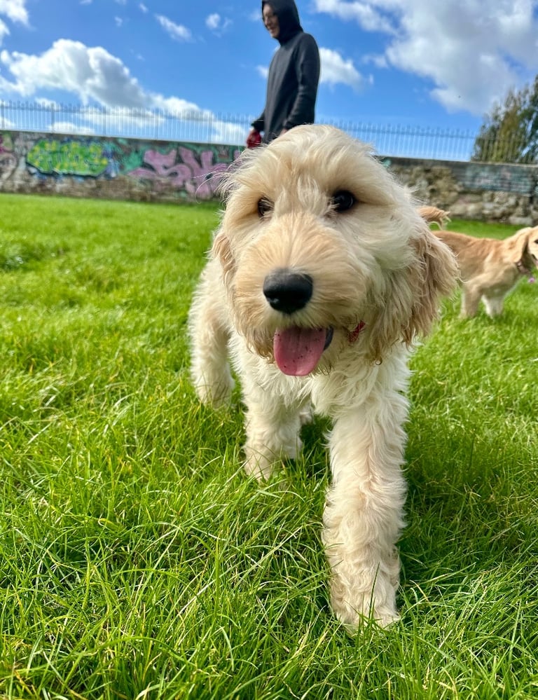  Beautiful Cocker doodle female puppy