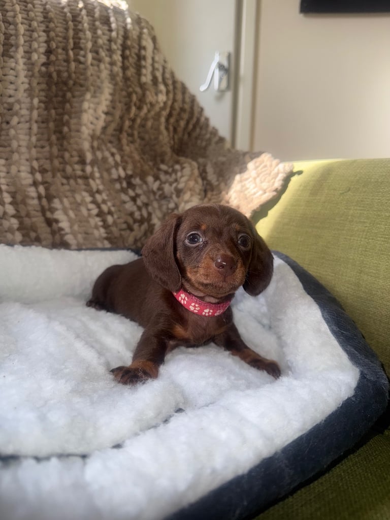 Ready to go! 1 boy left Miniature dachshunds puppies 