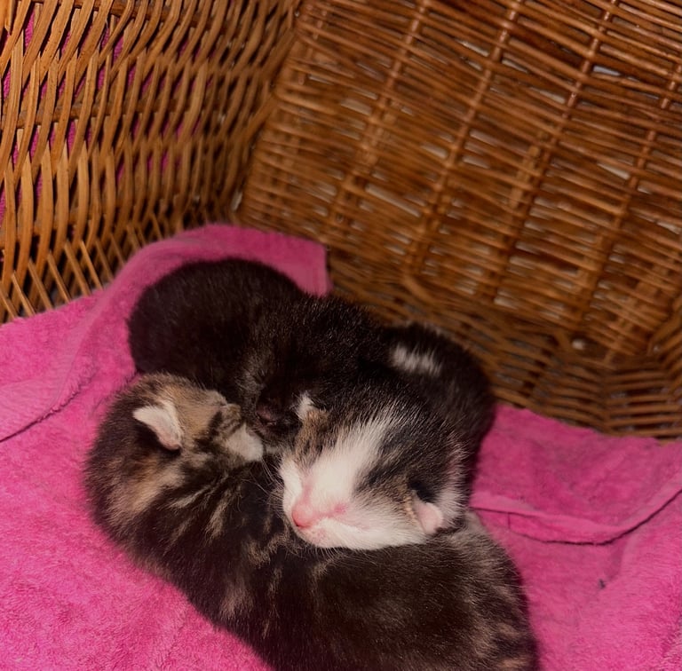 Kittens looking for forever homes 