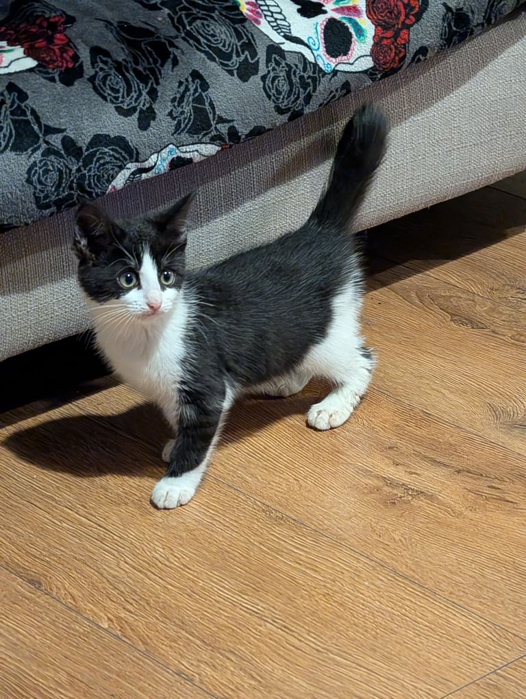 Domestic shorthair kittens