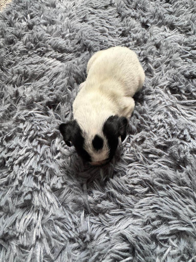 Cocker jack puppies for their forever home