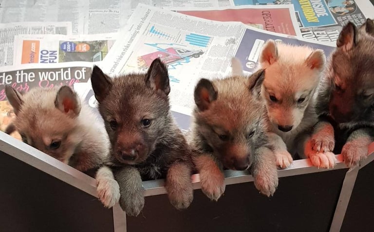 TAMASKAN  PUPPIES Pedigree Registered and Embarked