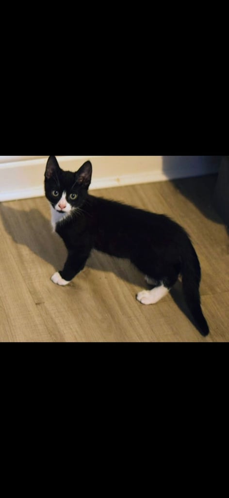 British short hair  x Russian blue 