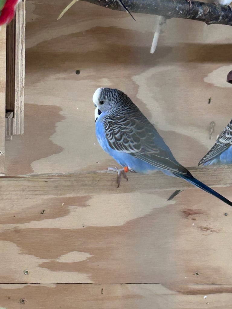 Beautiful baby budgies