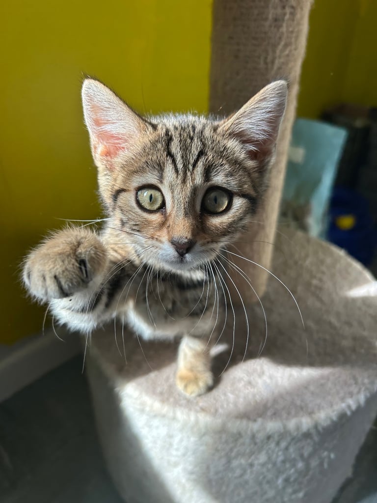 Bengal x bombay - kitten