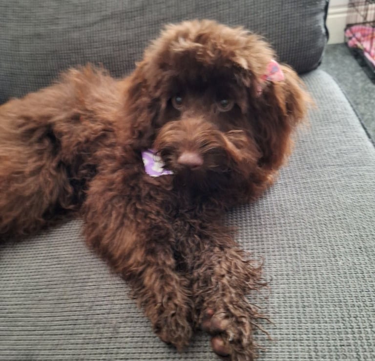 CAVAPOCHO  PUPPIES 8 WEEKS READY NOW