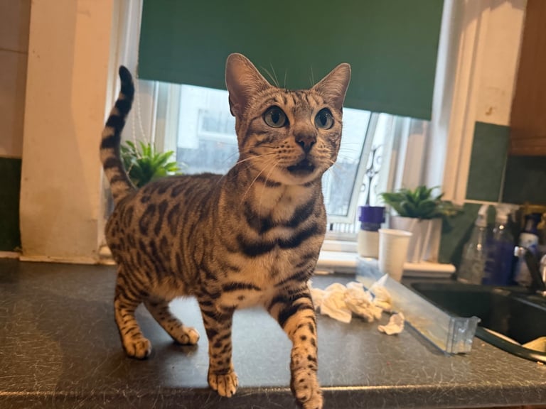 Pure Silver Bengal Cat