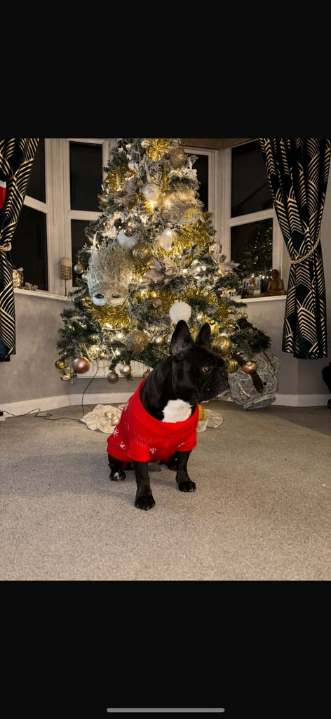 image for French bulldog rehome