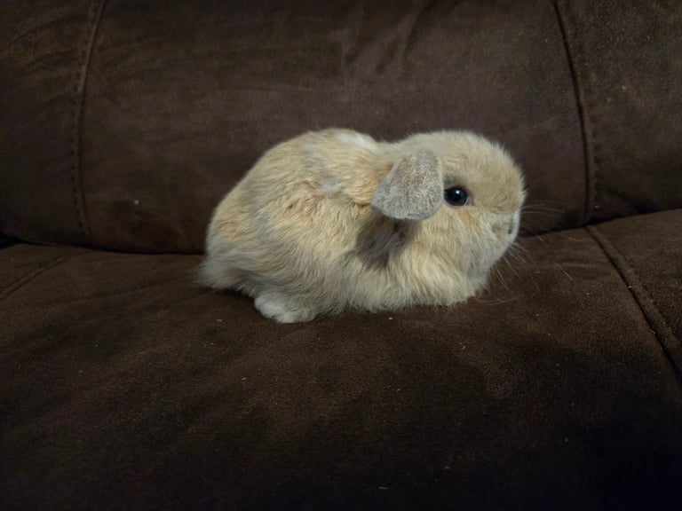 Beautiful mini lops ready now