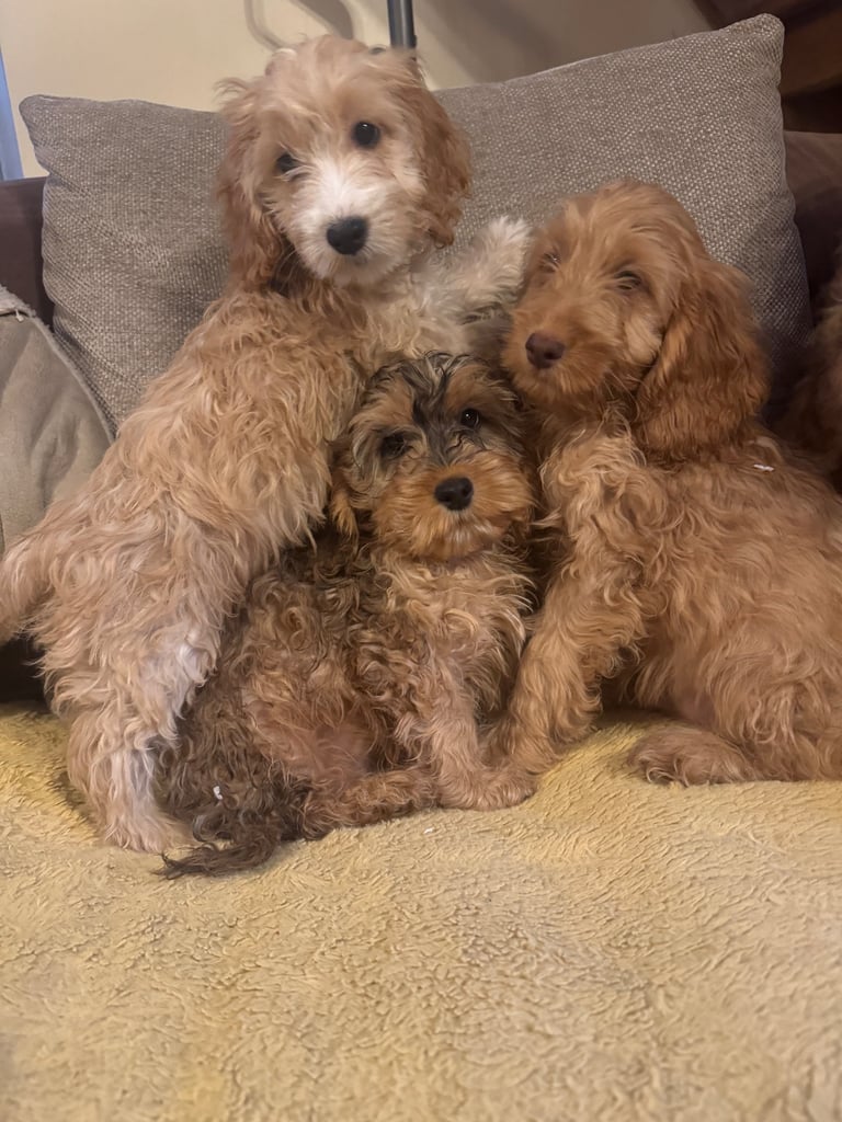 🐶 F1 Cockerpoo Puppies 🐶