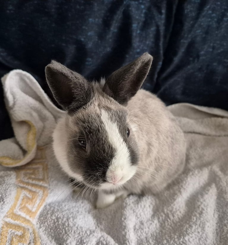 Rabbits & 3 storage Hutch+Food 