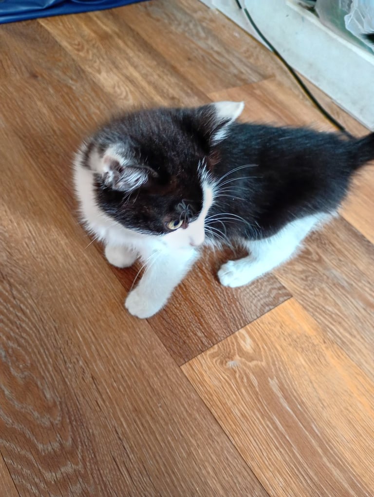 Adorable kittens 