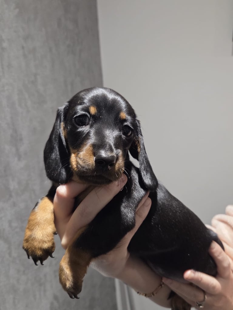 Miniature Dachshund puppies