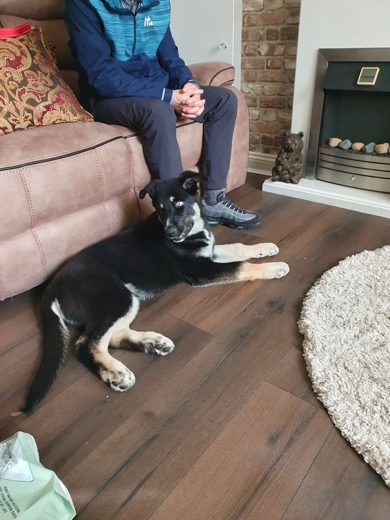 4 month old pup