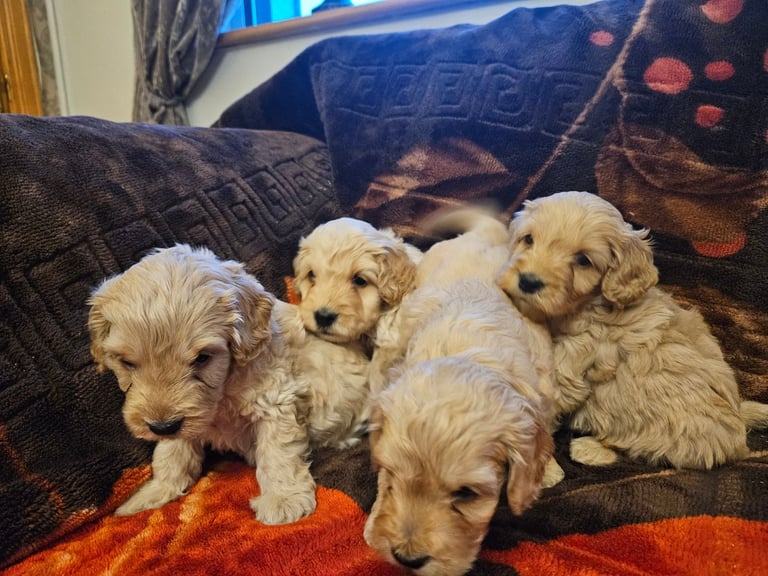 cockerpoo puppies for sale