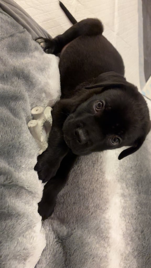 Stunning Cane Corse puppy for sale -  fully health checked & ready to leave. 