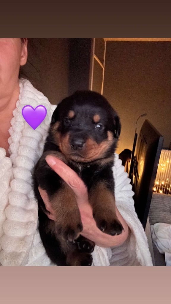 Beautiful Rottweiler pups