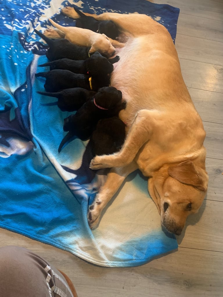 Labrador puppies 