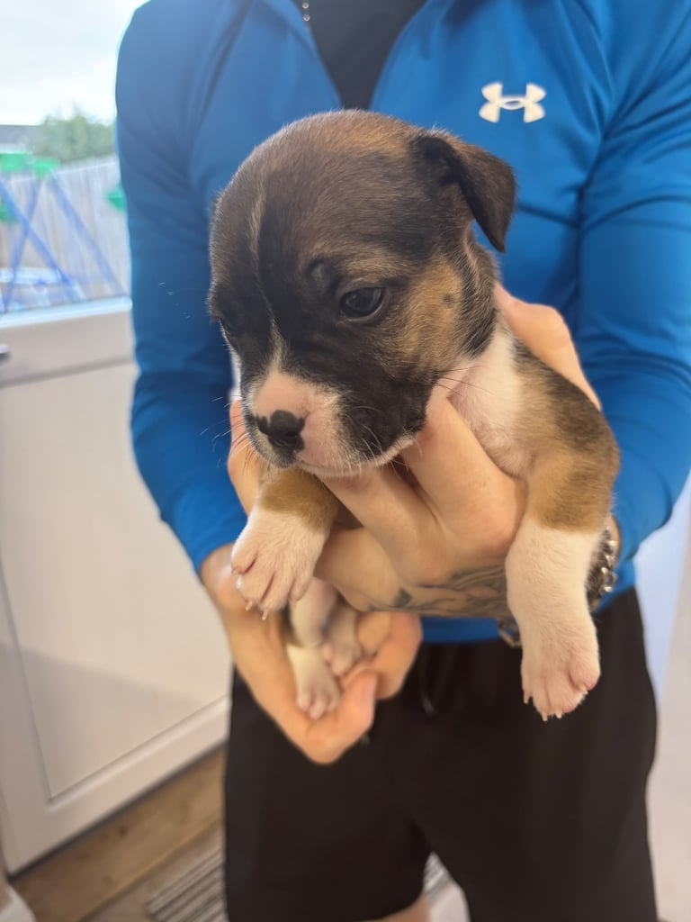Bulldog/staffy mix 