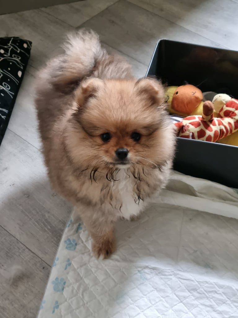 Stunning 12 week Pomeranian puppy