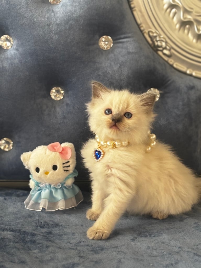 image for Cute Ragdoll kittens 