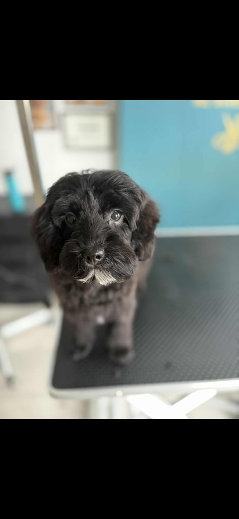 Cockapoo puppy 