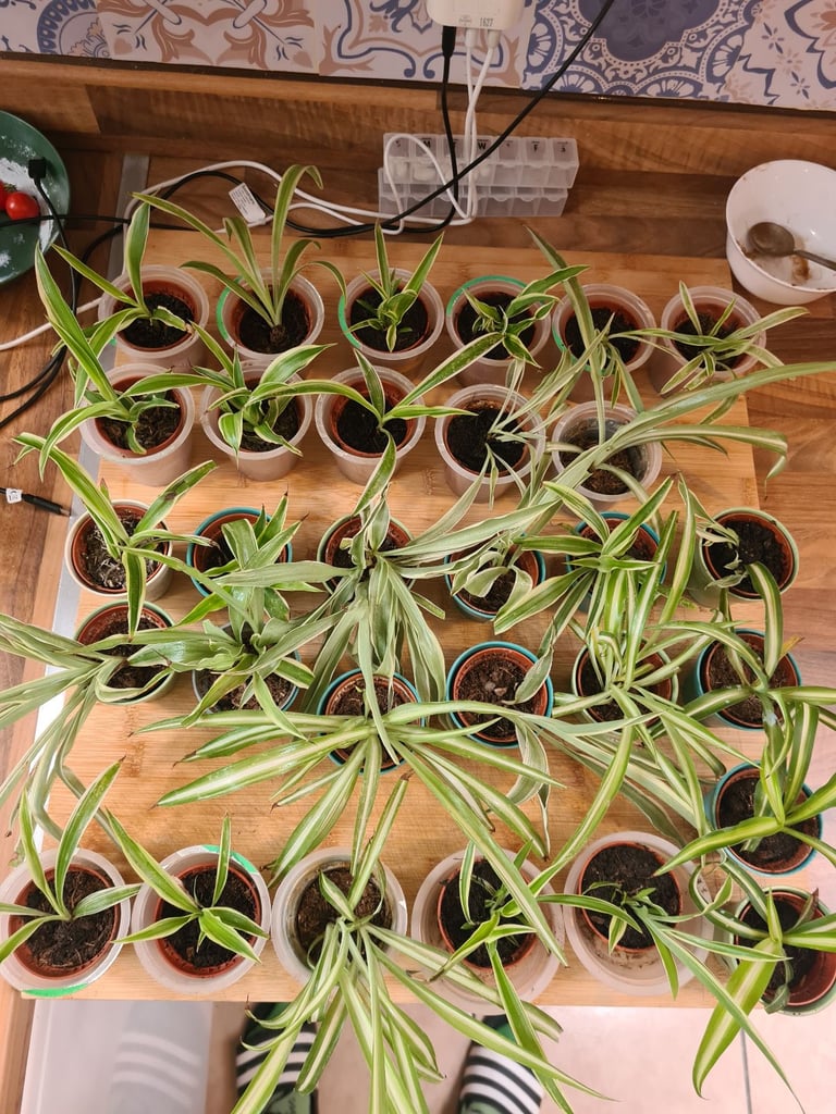 image for X30 small baby young spider plant cuttings bathroom kitchen 