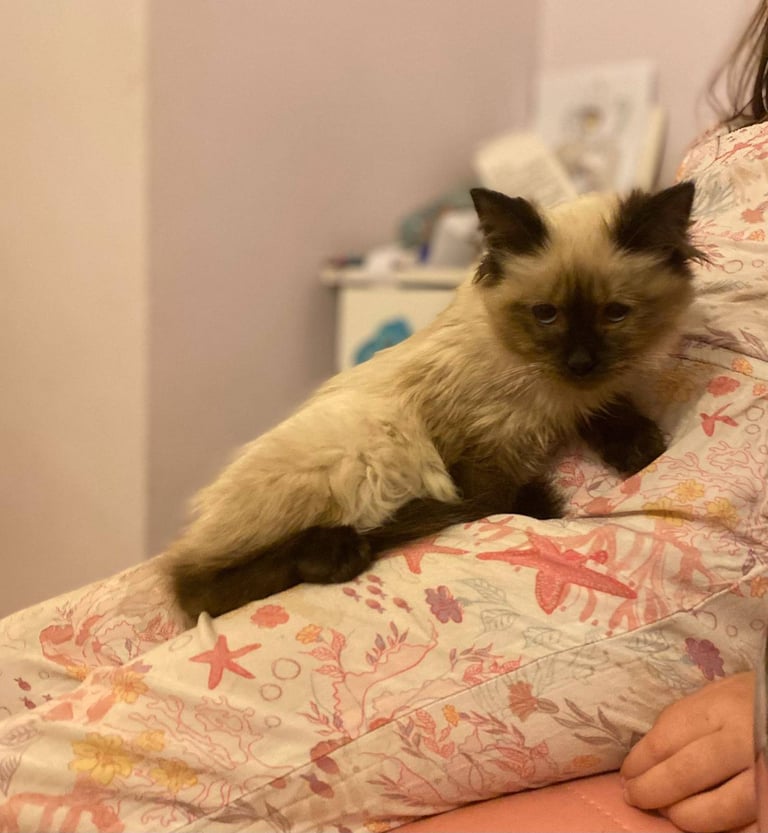 Ragdoll cross siamese 