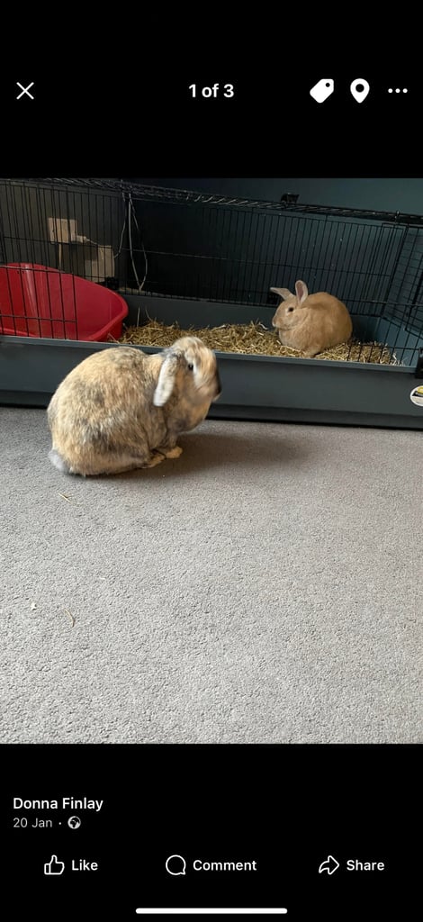 Two girls rabbits 